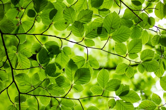 How Trees & Forests Shape Our Climate